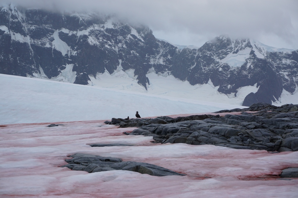 Damoy Point with the ice pink from the algae