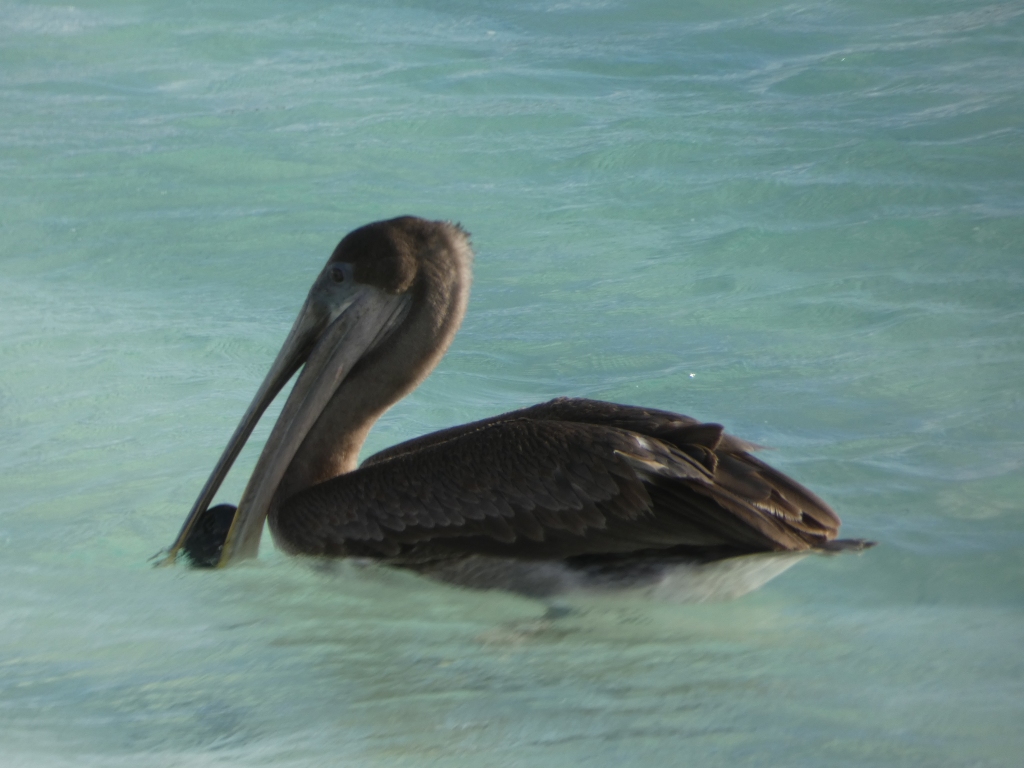Pelican fishing
