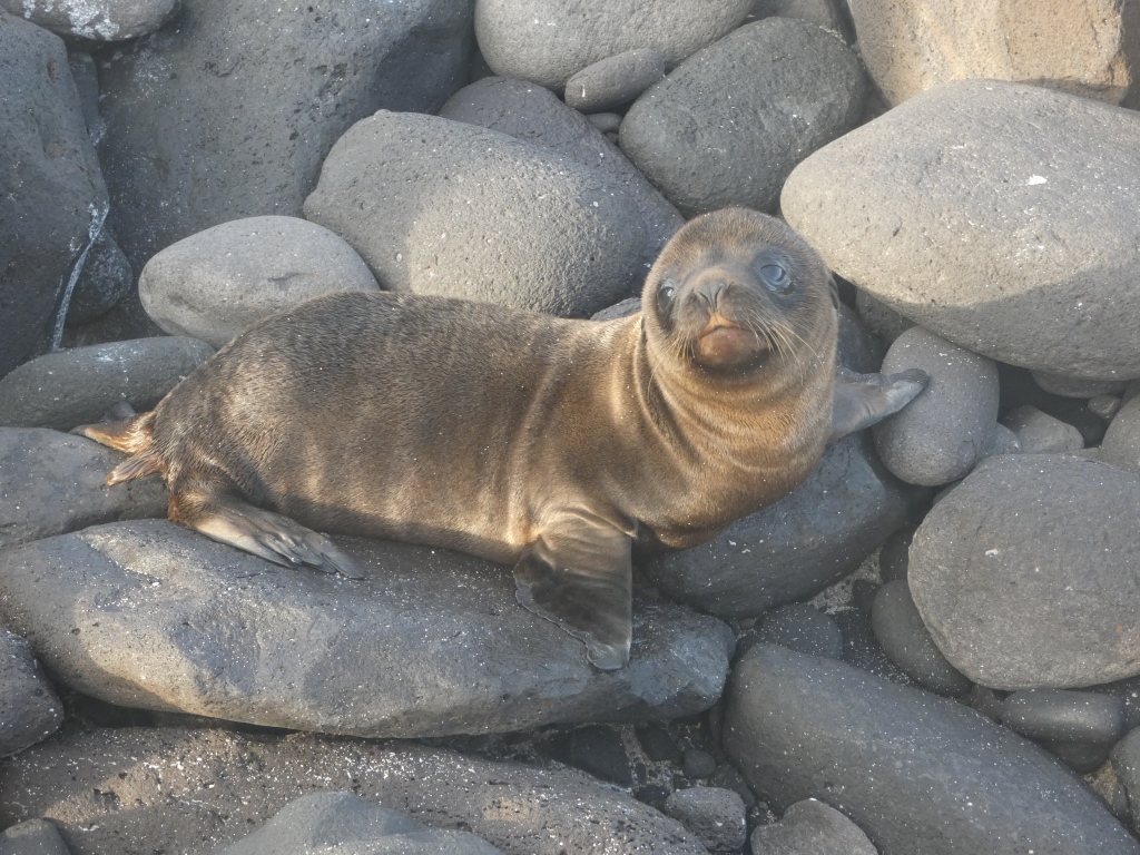 young sea lion